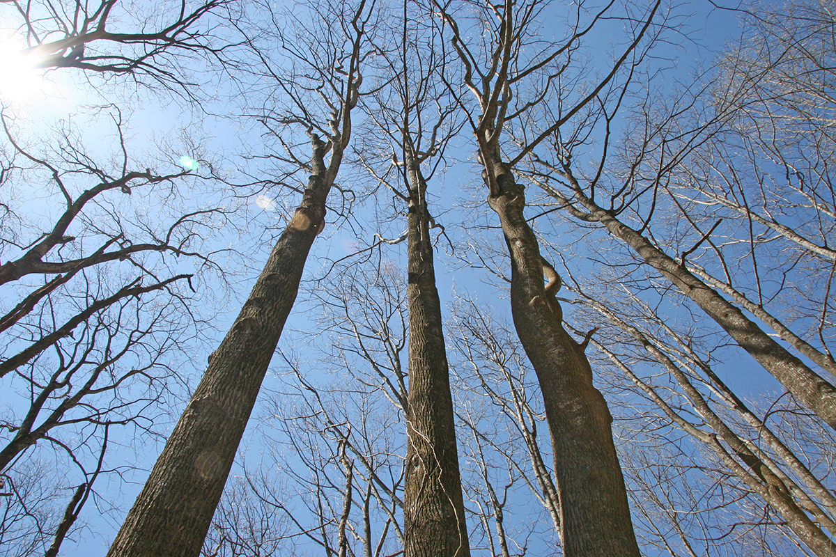 Park Photo