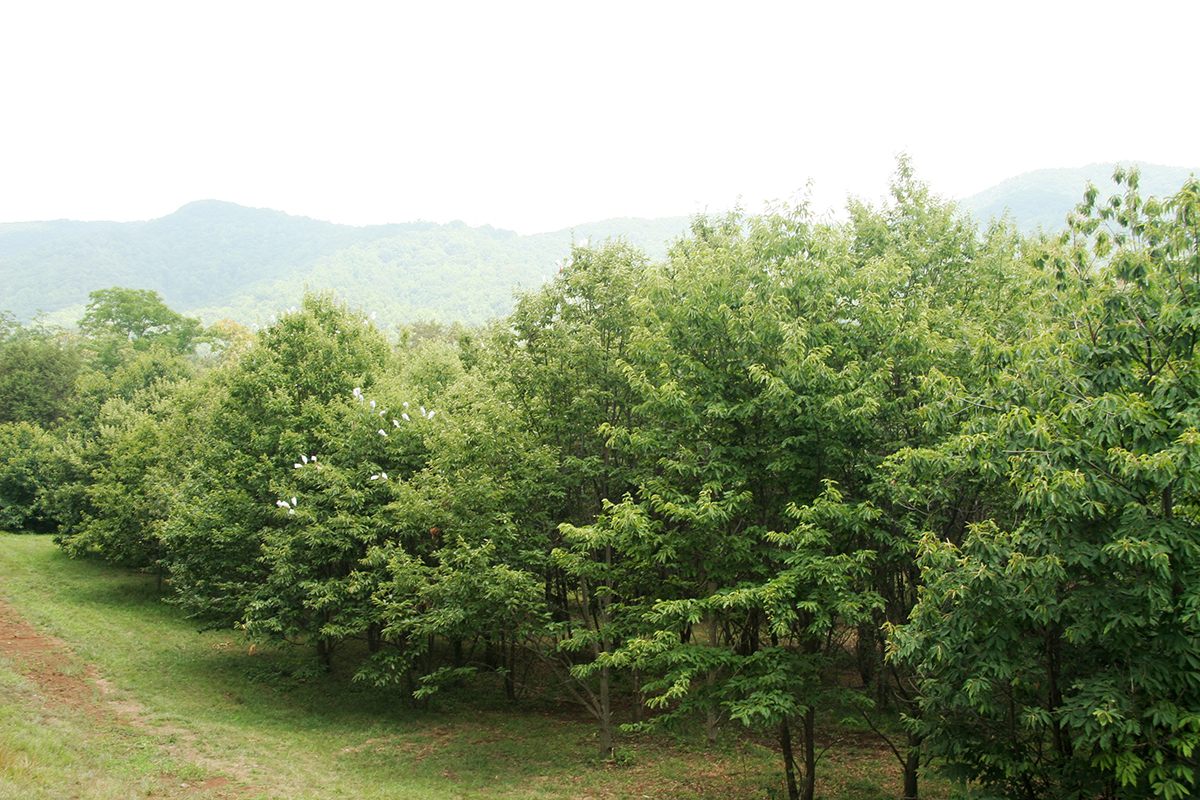 Park Photo