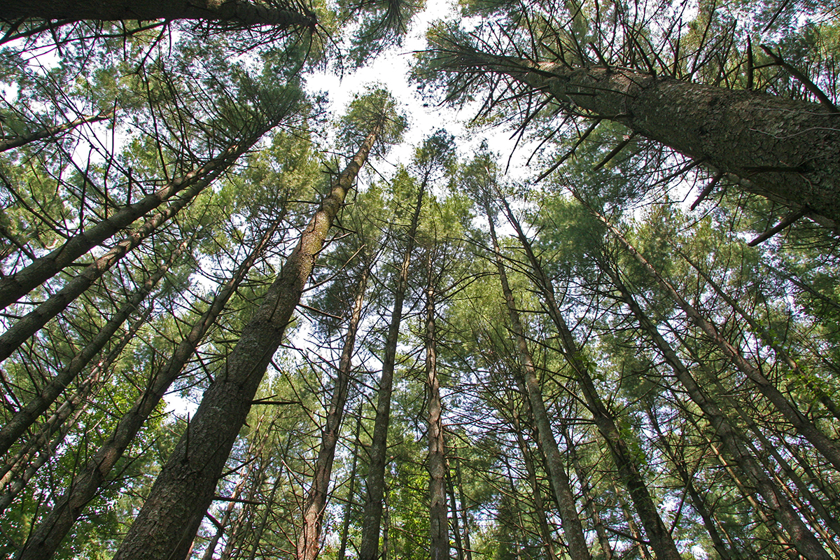 Park Photo