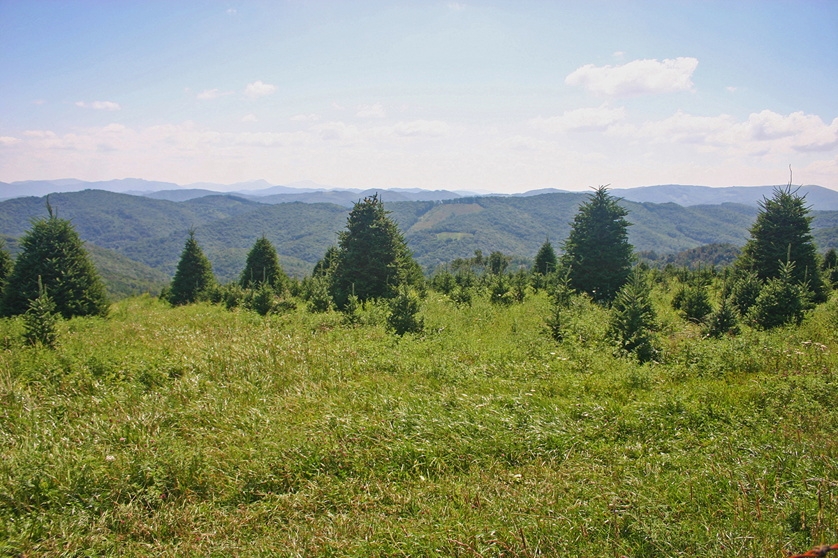 Park Photo