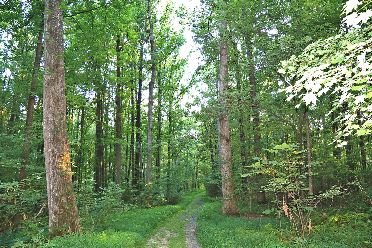 Park Photo