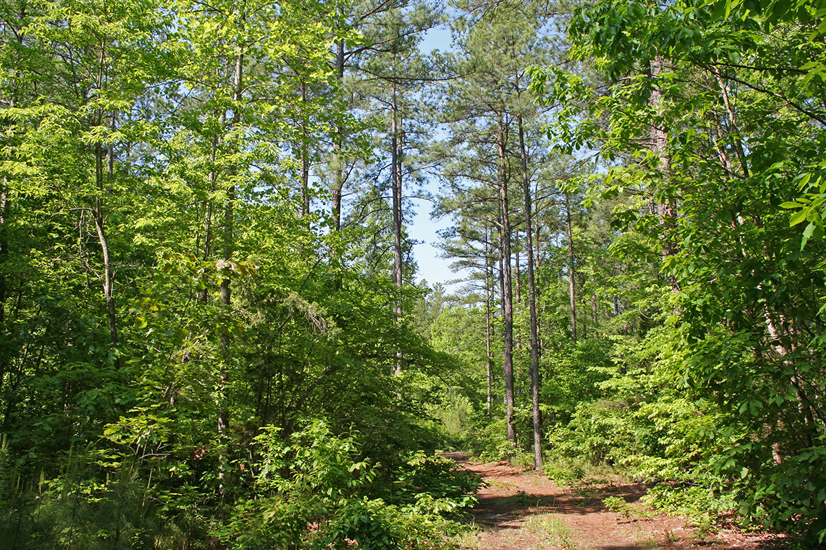Park Photo