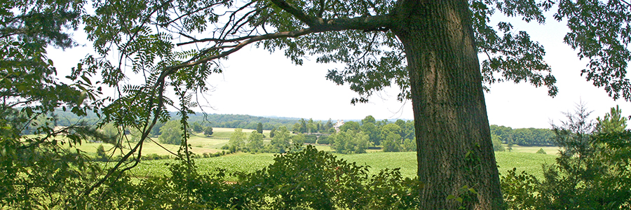 Park Photo