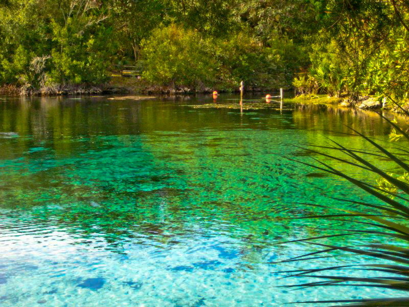 Osceola National Forest