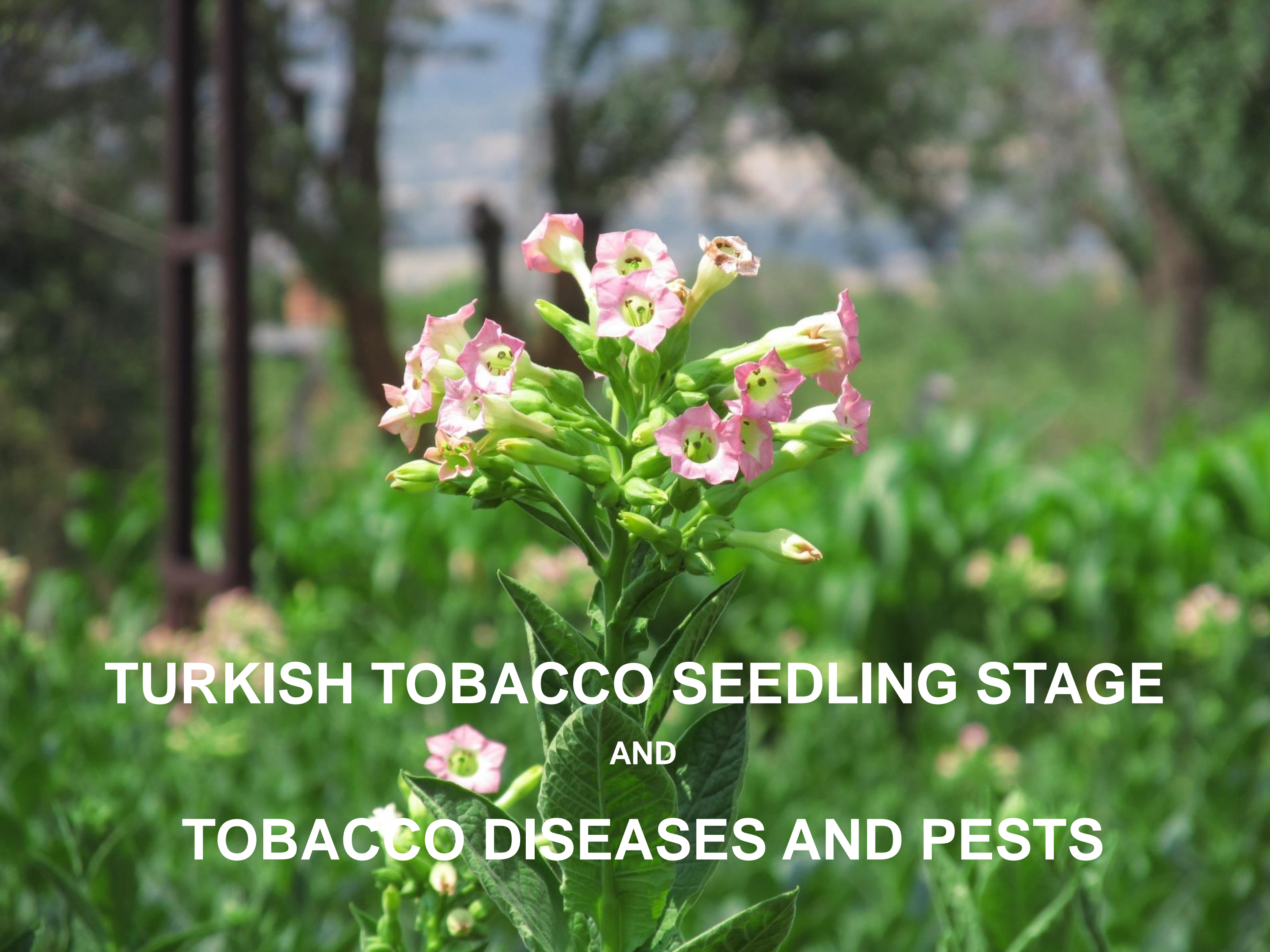 Turkish Tobacco (Denizli)