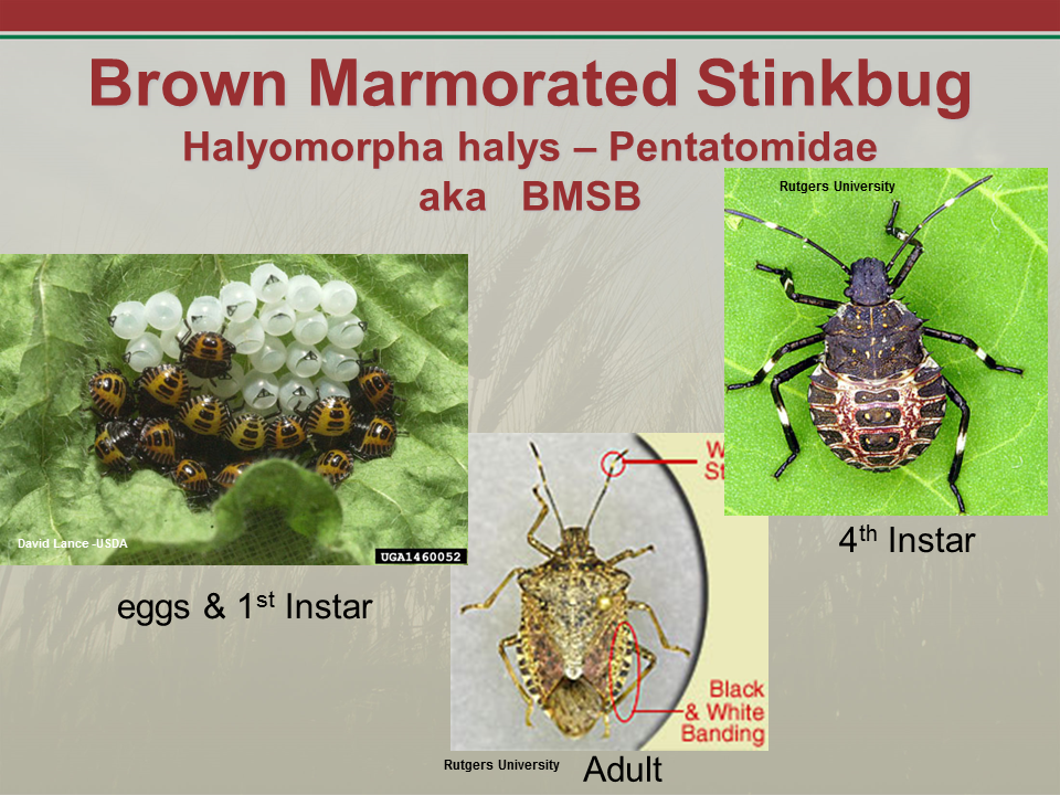 Stink Bug Life Cycle Life Cycles Of Stink Bugs Green Pest Services