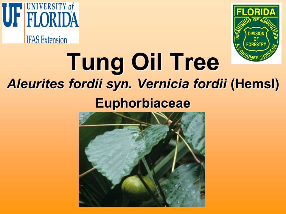 Bugwood Presents - Tung Oil Tree (Aleurites fordi syn. Vernicia fordi)