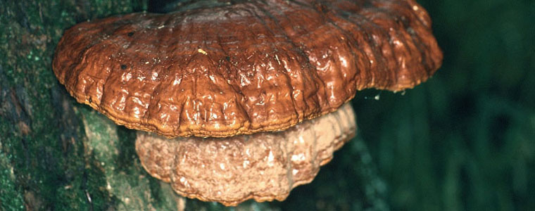 Image of a widely Prevalent fungi