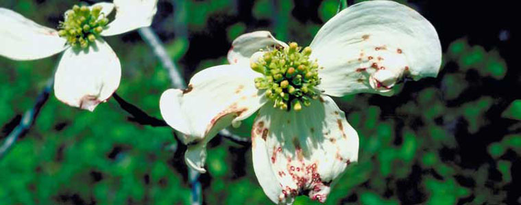 Image of a widely Prevalent fungi