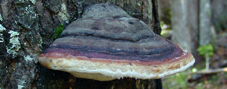 Image of a widely Prevalent fungi