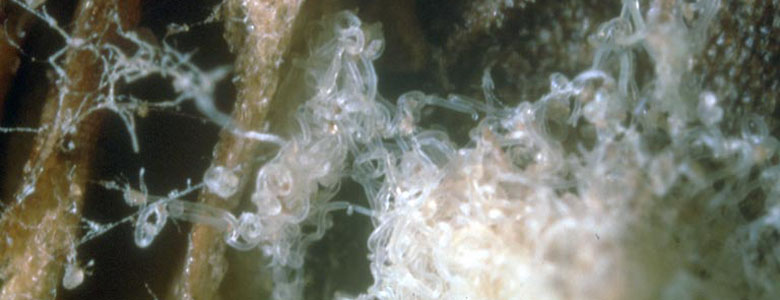 Image of a widely Prevalent nematodes