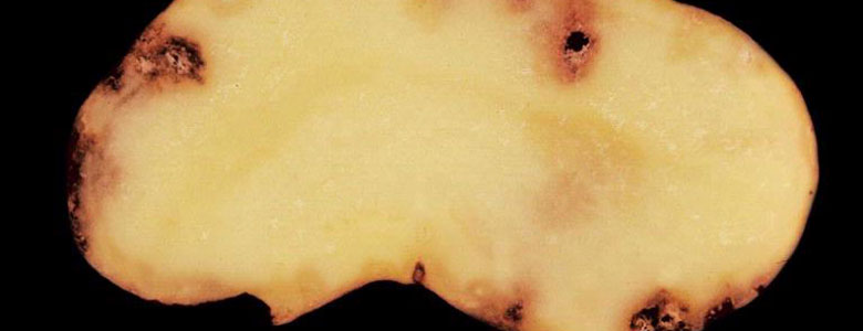 Image of a widely Prevalent nematodes