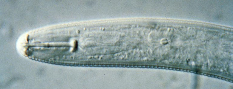 Image of a widely Prevalent nematodes