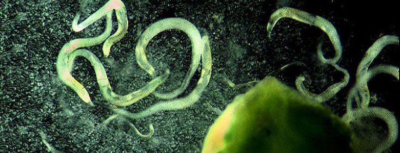Image of a widely Prevalent nematodes