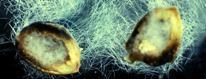 Image of a widely Prevalent nematodes