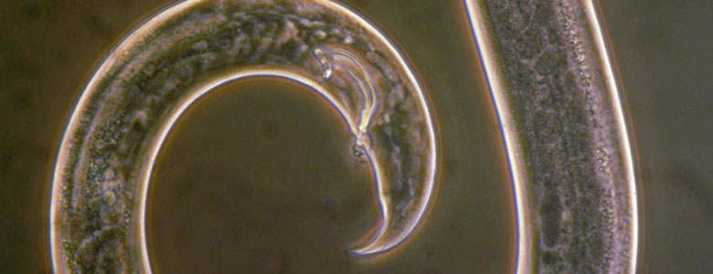 Image of a widely Prevalent nematodes