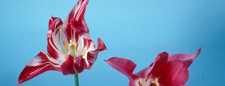 Image of a widely Prevalent viruses