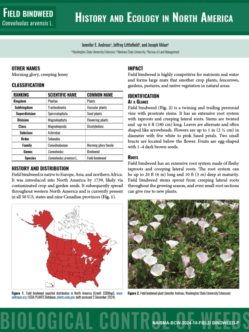 field bindweed – IBiocontrol