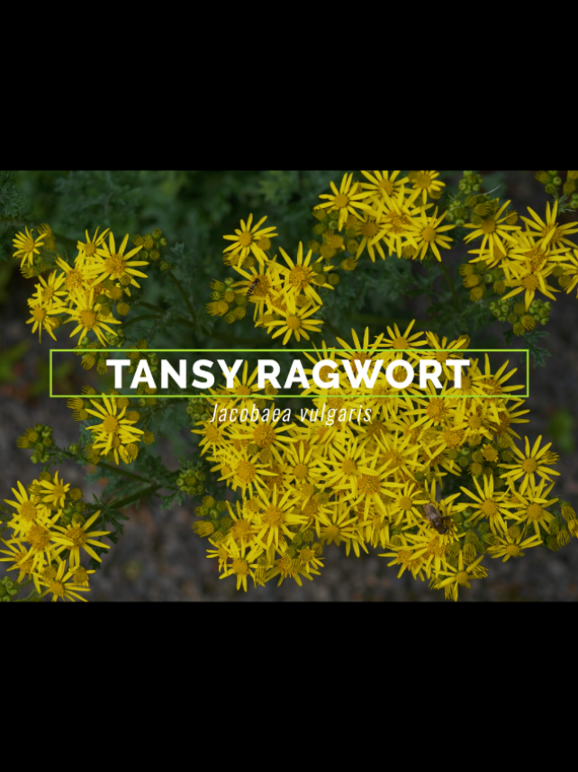 tansy ragwort (Jacobaea vulgaris) - iBiocontrol