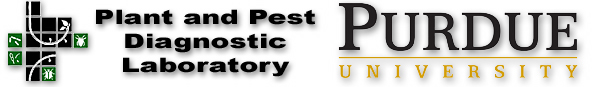 author logo