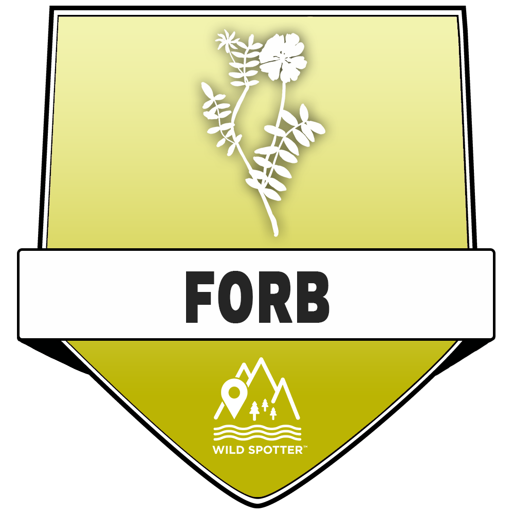 Color/Plant_forb.png