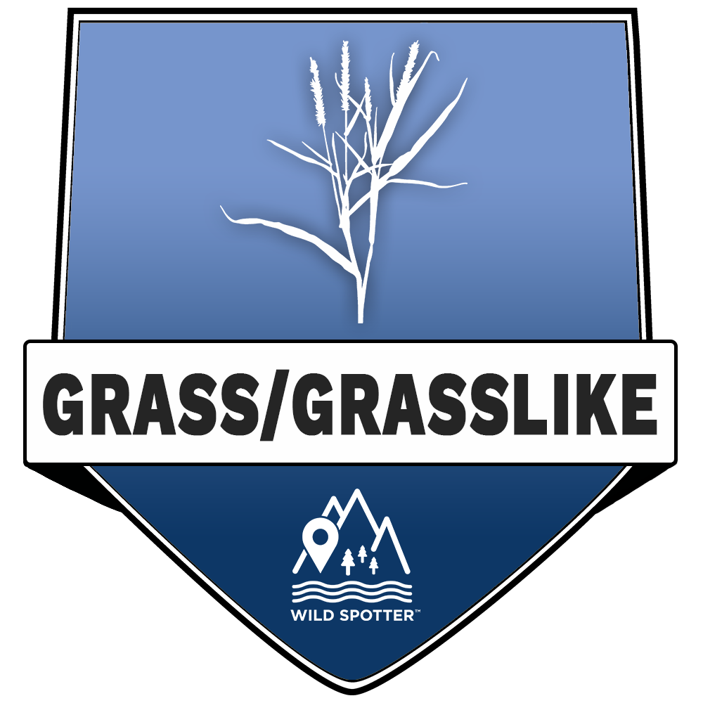 Color/Plant_grass.png