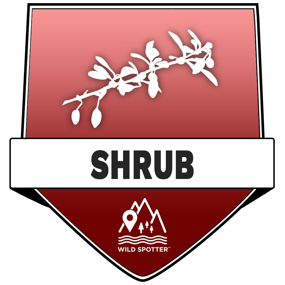 Color/Plant_shrub.png