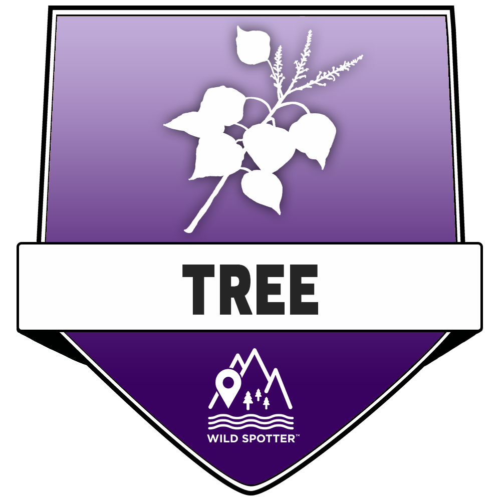 Color/Plant_tree.png