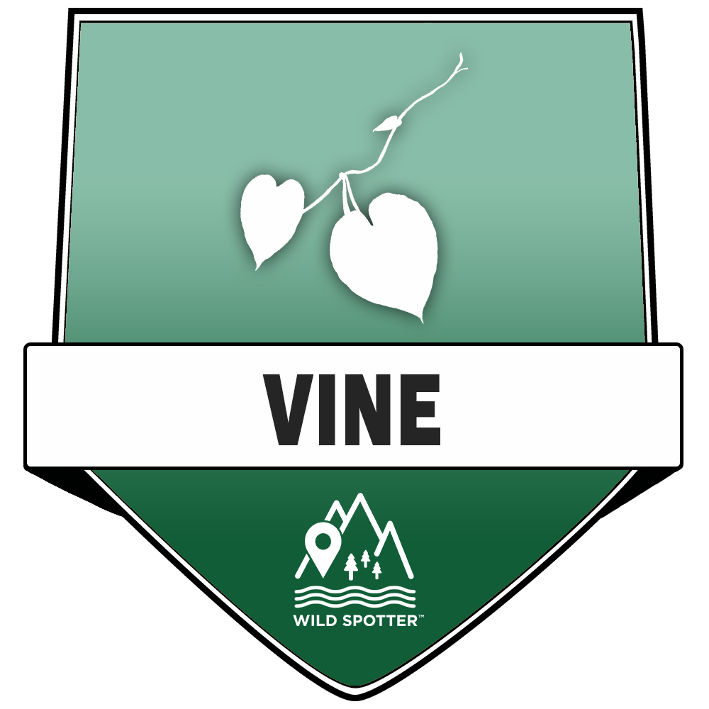 Color/Plant_vine.png