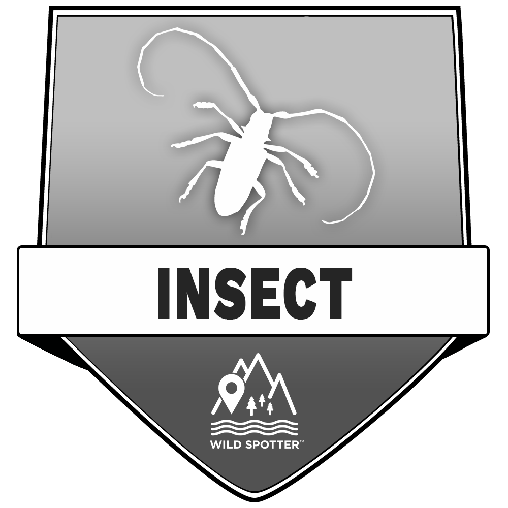 Greyscale/Insect.png