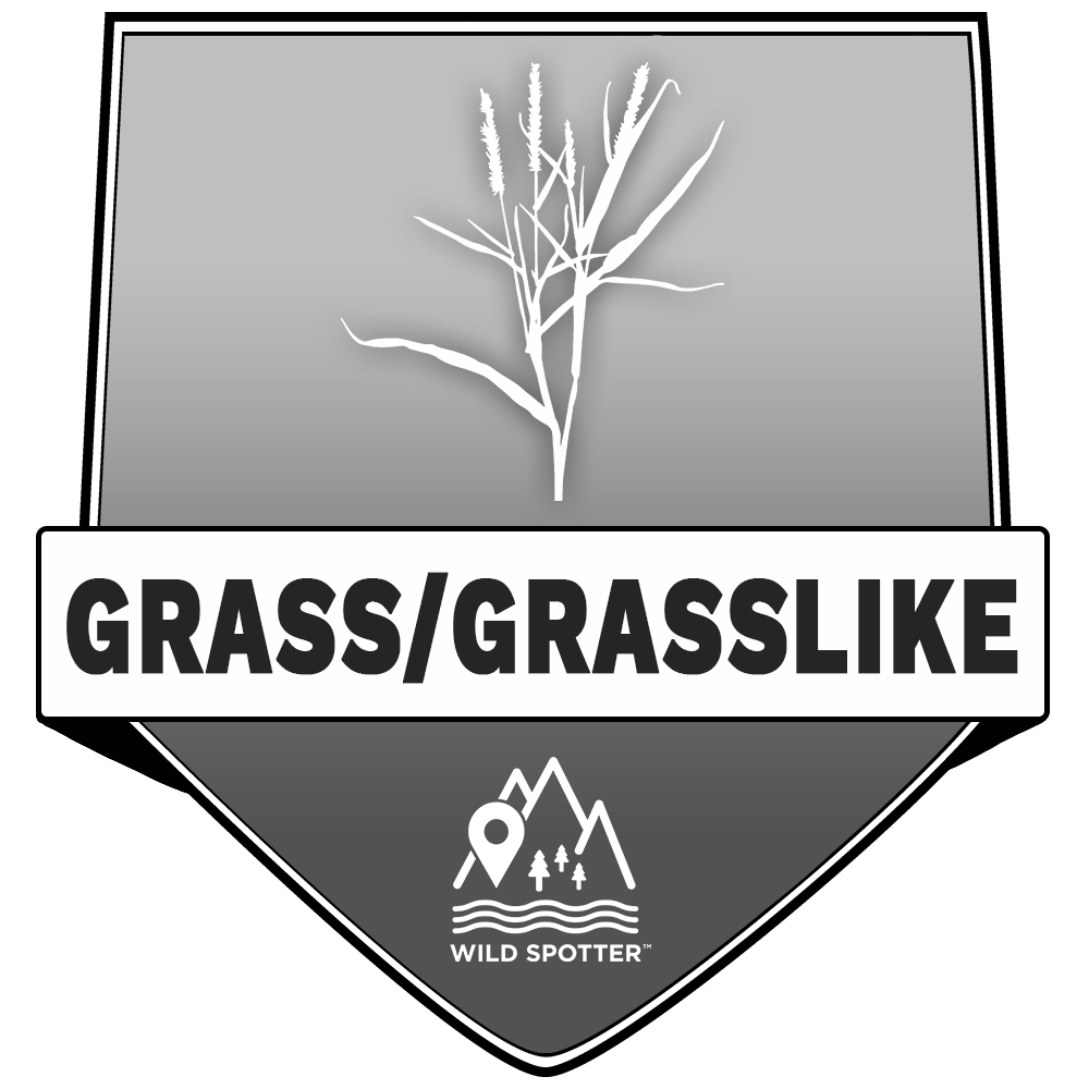 Greyscale/Plant_grass.png