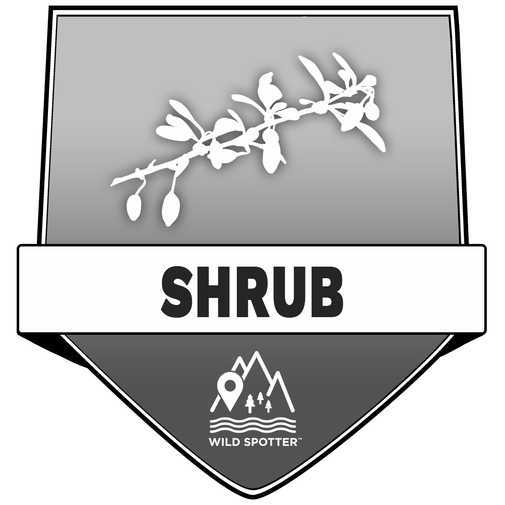 Greyscale/Plant_shrub.png