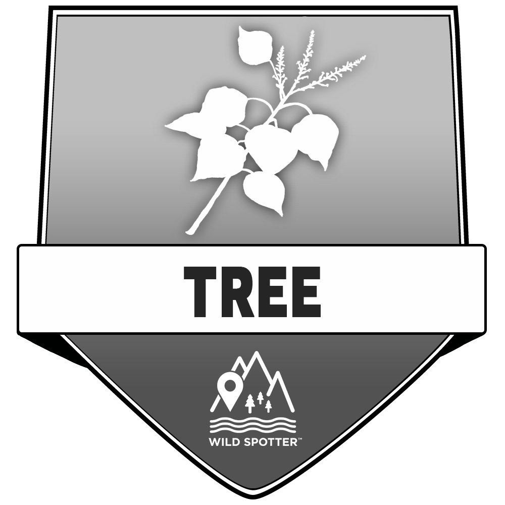 Greyscale/Plant_tree.png