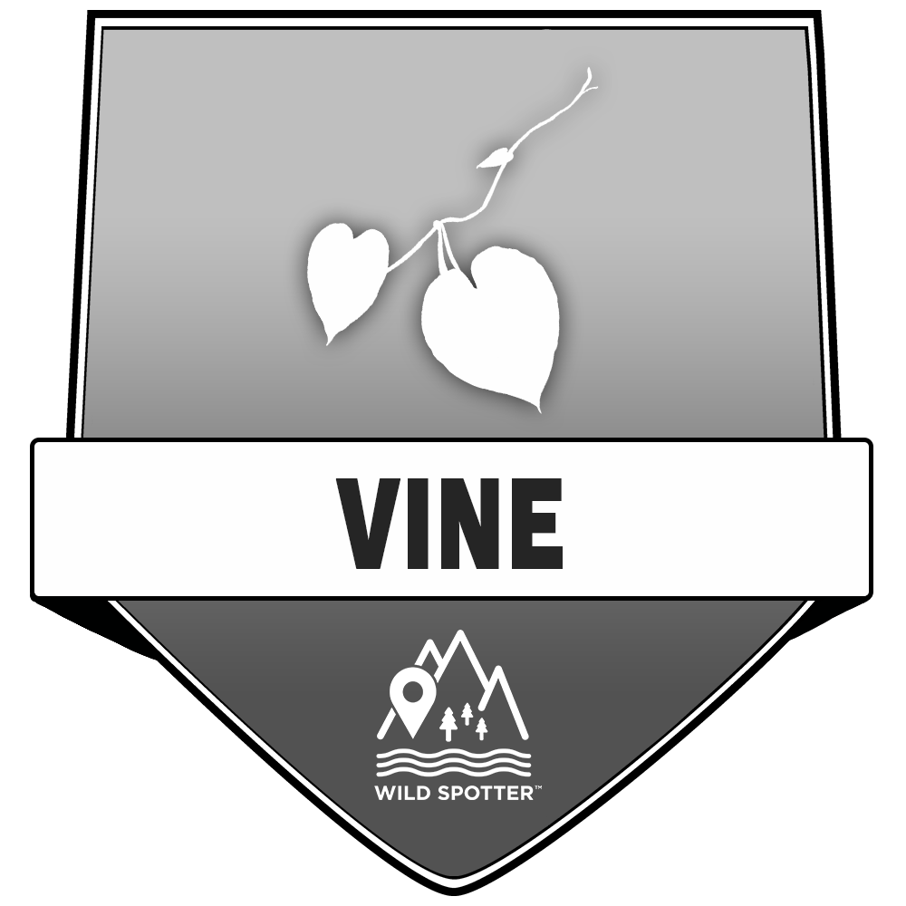 Greyscale/Plant_vine.png