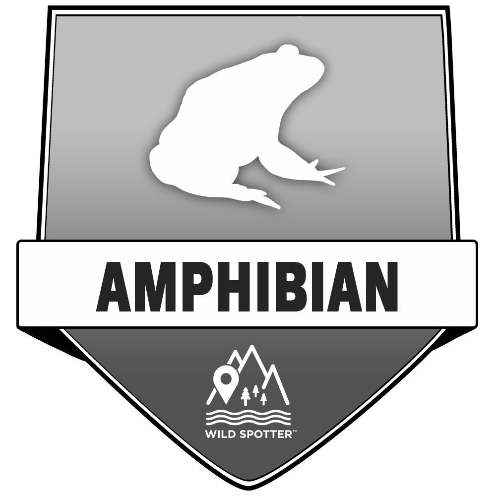 Greyscale/Wildlife_amphibian.png