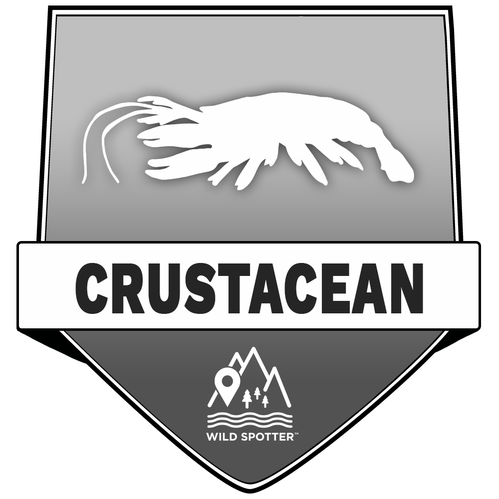Greyscale/Wildlife_crustacean.png