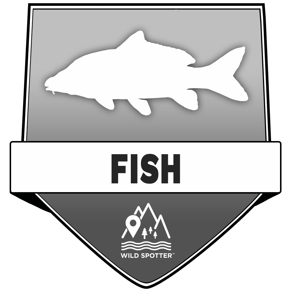 Greyscale/Wildlife_fish.png