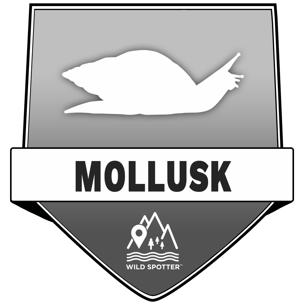 Greyscale/Wildlife_mollusk.png